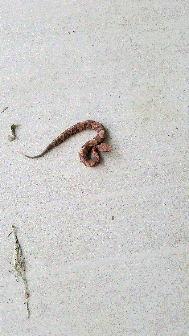 Copperhead on the porch.gif