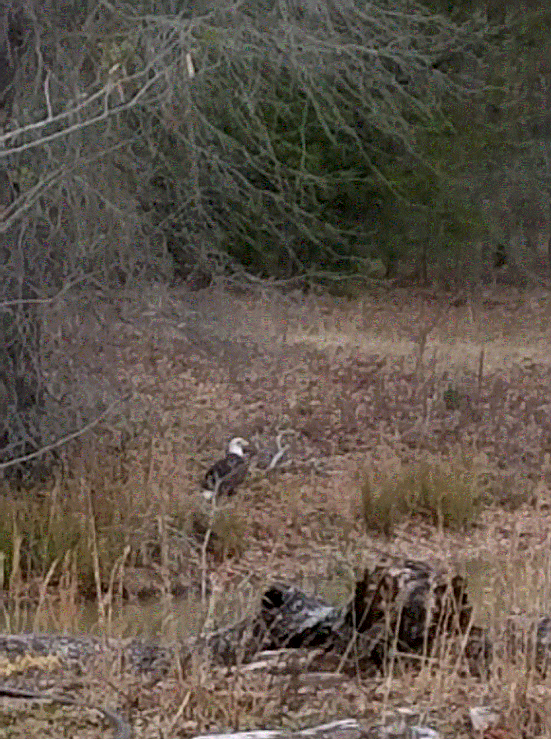 Wet Eagle on the bank.gif