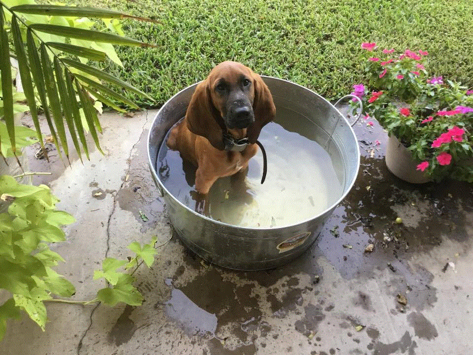 Ricky in the water bucket.gif