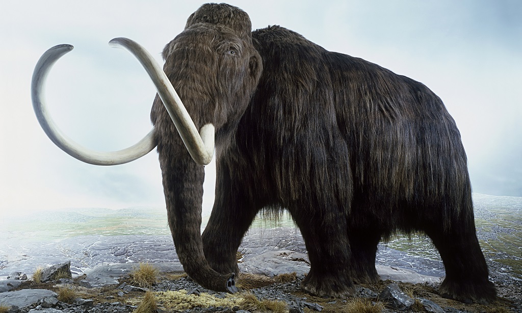 Woolly-mammoth-KT.jpg