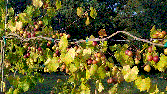 muscadines gettn ripe.gif