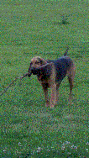 Ruby with a stick.gif