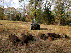 Big Hogs 11-28-20.gif