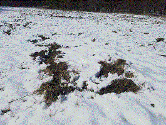 Hog sign in the snow.gif