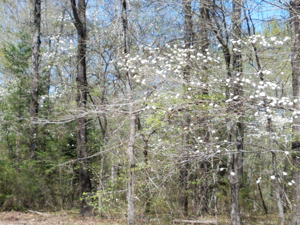 Dogwoods #1.gif Dogwoods #1.gif