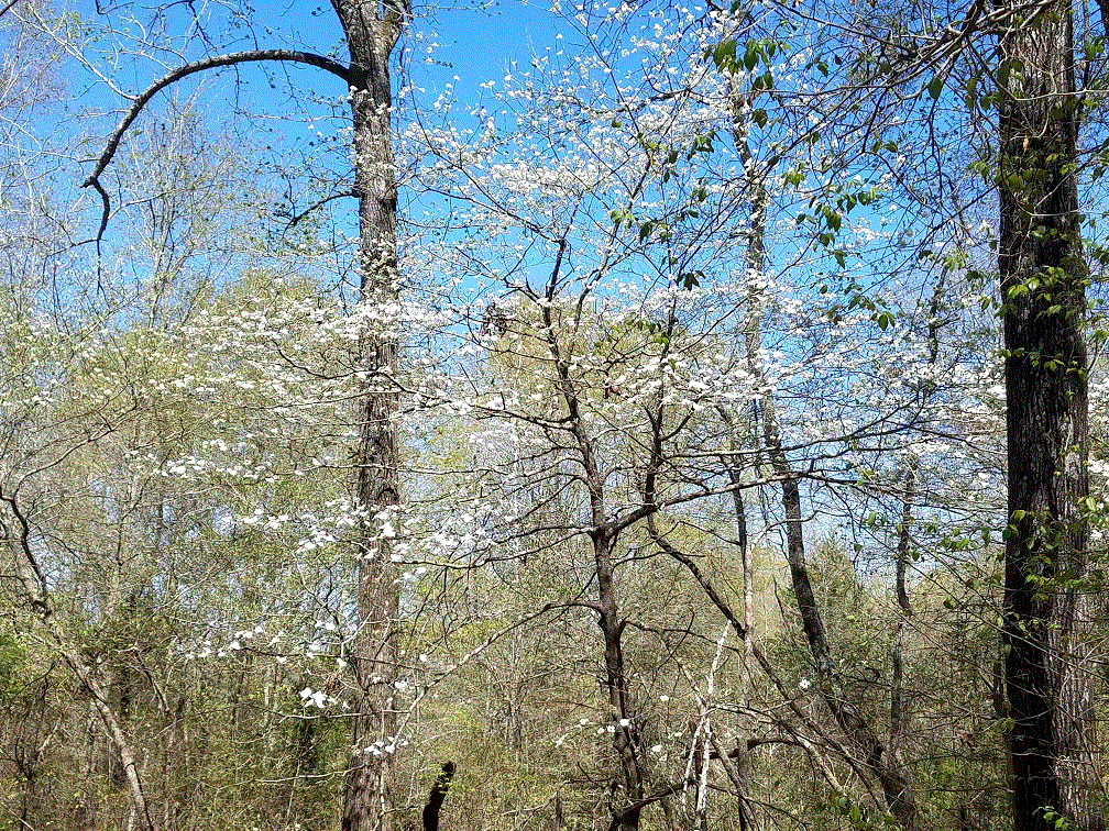 Dogwoods #2.gif Dogwoods #2.gif