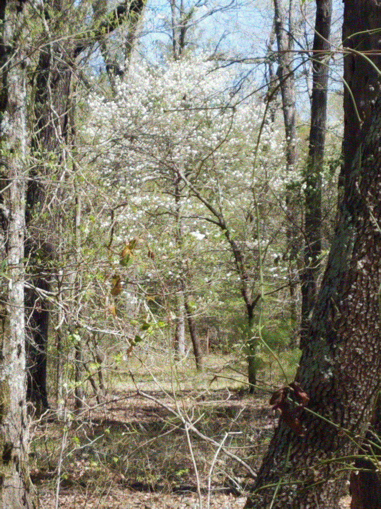 Dogwoods #3.gif Dogwoods #3.gif