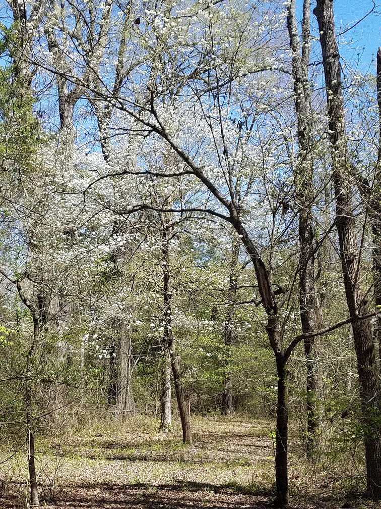Dogwoods #4.gif Dogwoods #4.gif
